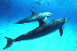 Les dauphins