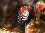 l'encre de mer