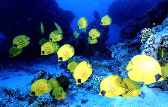 Poissons citrons