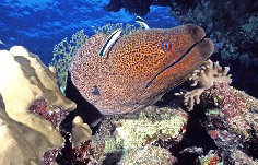 murne mer rouge