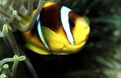 Poisson Clown