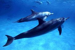 Dauphins 4