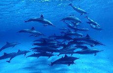 Dauphins 2