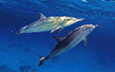 Dauphins 1