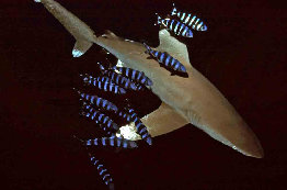 Longimanus 4