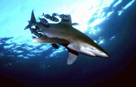 Longimanus 3