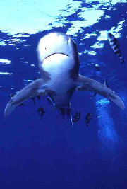 Longimanus 2