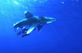 Longimanus 1