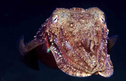 seiche mditerrane