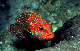 Mrou de mer rouge