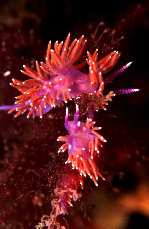 Flabelline 1
