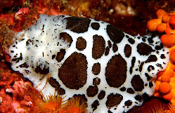 Poisson Clown