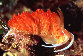 les nudibranches