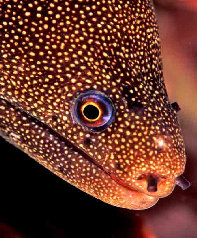 Murne de Martinique