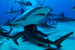 Requins