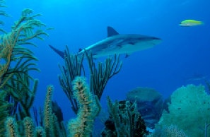 Requin