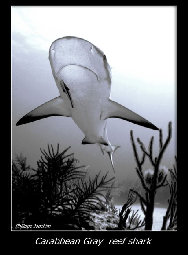 requin